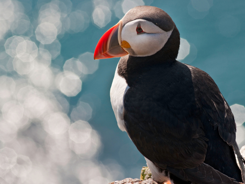 An atlantic puffin sitting on moss covered rocks with the blue of the ocean and the sparkle like diamonds of the sun off the water behind it.